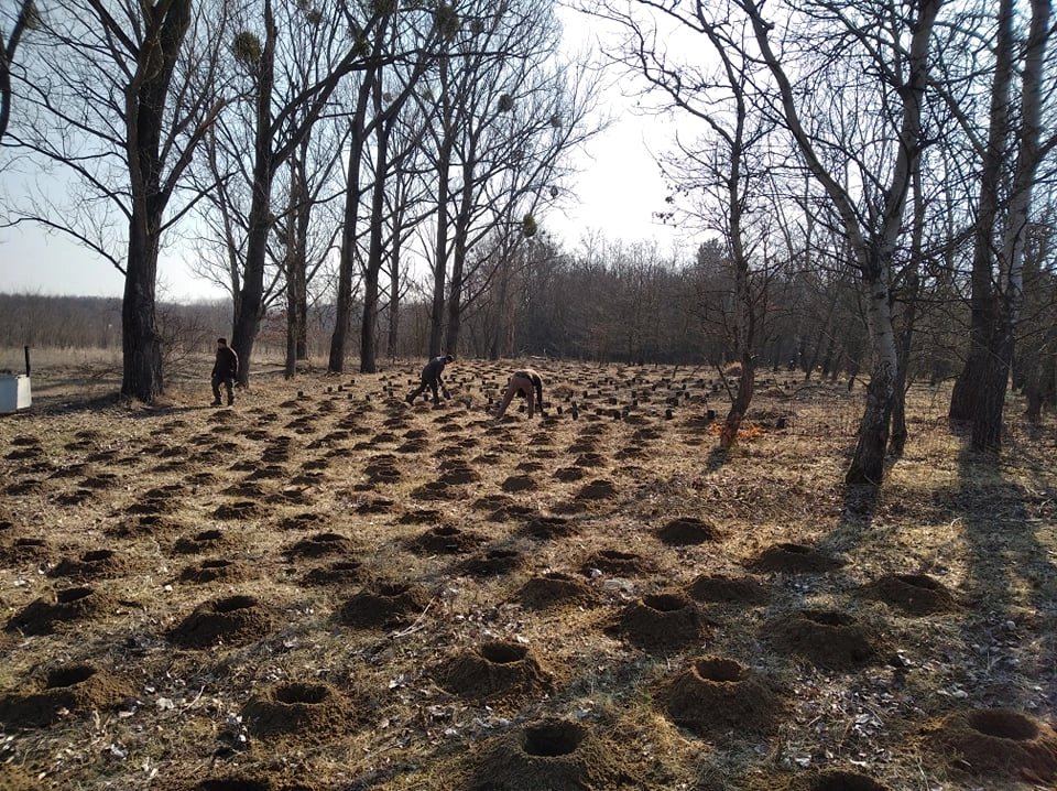 Több ezer facsemetét ültettek el a Pesterzsébeti- és a Rákoscsabai-erdőben
