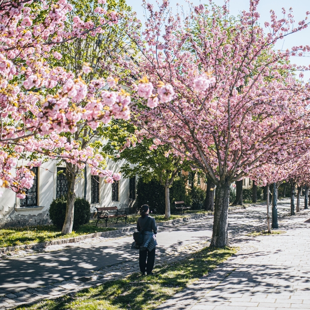 A vihar sem verte szét a cseresznyefák virágait a Tóth Árpád sétányon – óriási, rózsaszín képgaléria