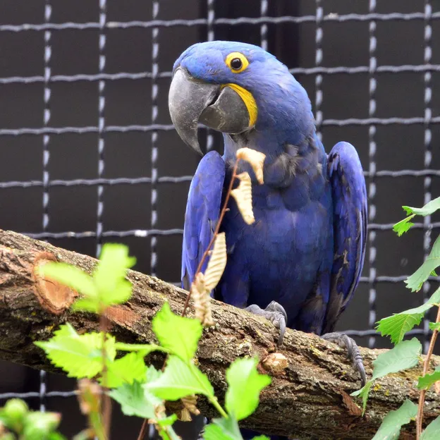 120 millió forintot hagyott a budapesti állatkertre a "papagájos néni" – erre fordították