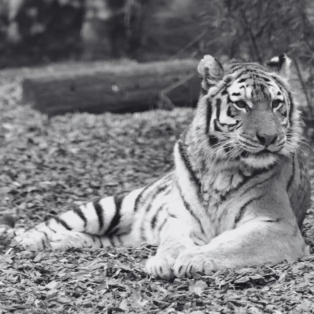 Elpusztult Niva, a budapesti állatkert anyatigrise