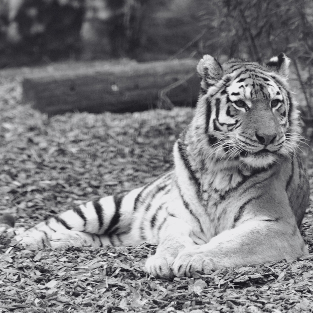 Elpusztult Niva, a budapesti állatkert anyatigrise