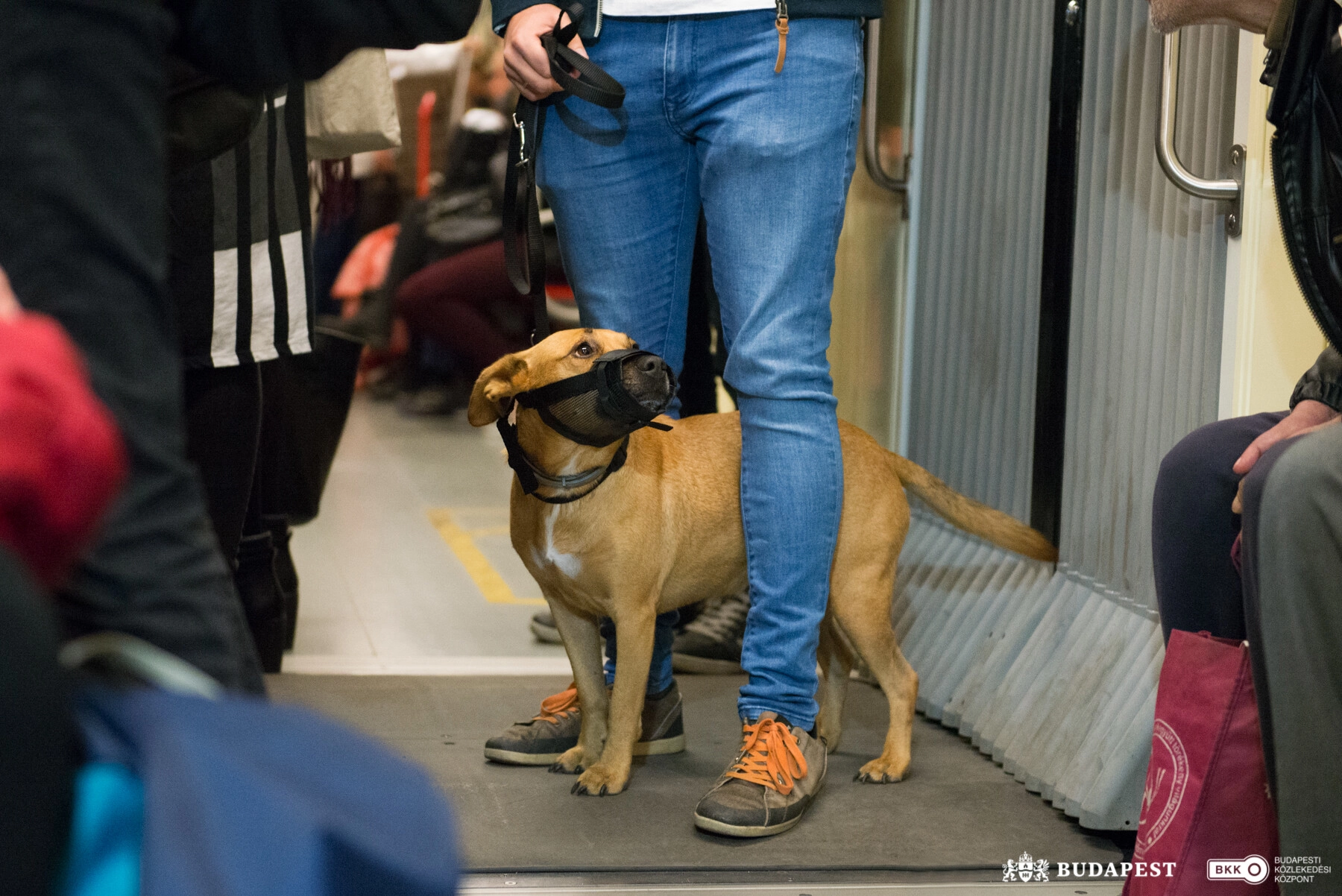 Kutyaszállítás a BKK-n