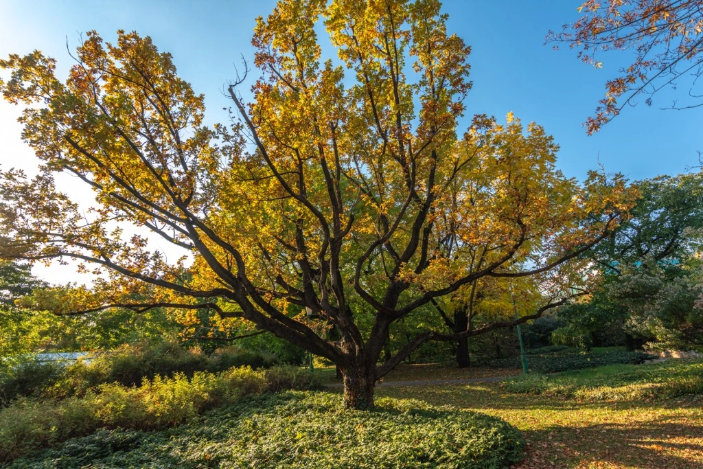 A Budai Arborétum az ősz legszínesebb programja