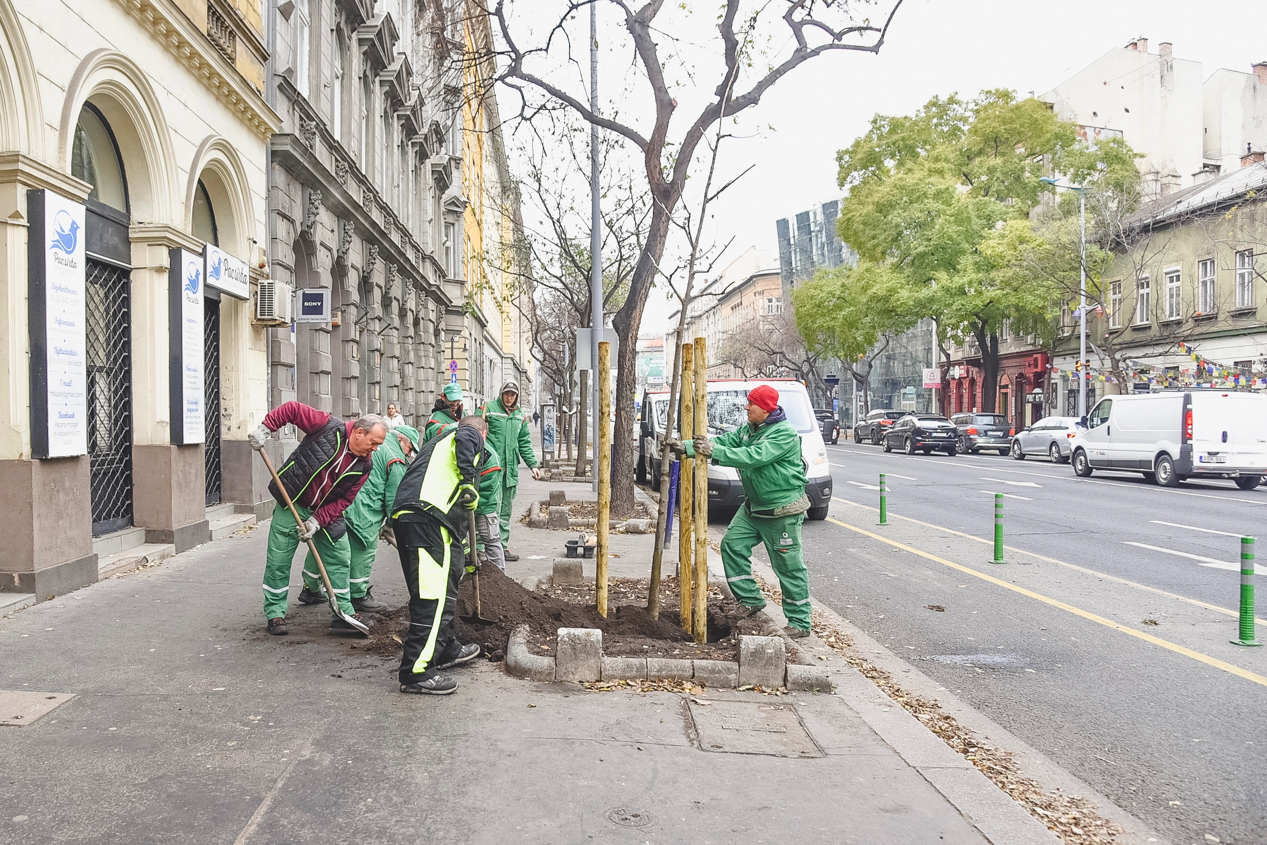 Üllői úti faültetés 2024.11.26-án