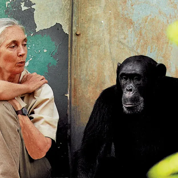 Egyetemi előadást tart dr. Jane Goodall az ELTE Lágymányosi Campusán
