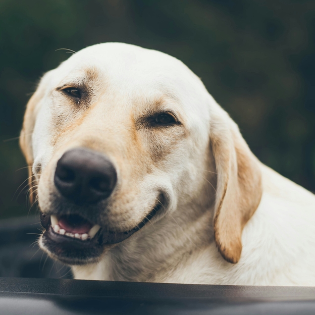 Lehet nevetni a kutyapiszoáron, csak hát többszázezer kutya után nehéz takarítani