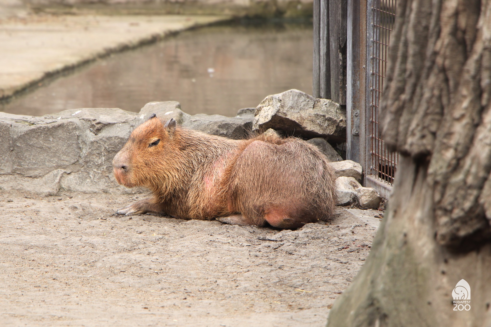 capybara