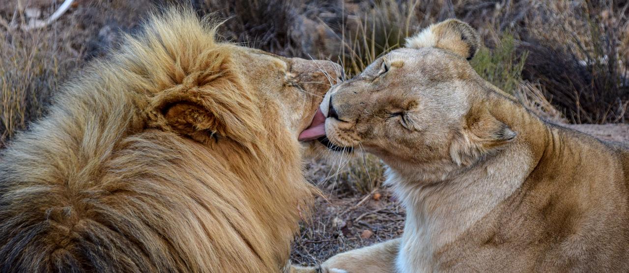 oroszlánok puszilgatják egymást
