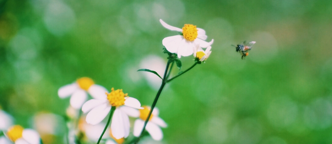 méhlegelő, virág, mező, méh