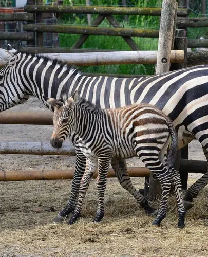 Már látogatható az egyhetes zebracsikó az állatkertben