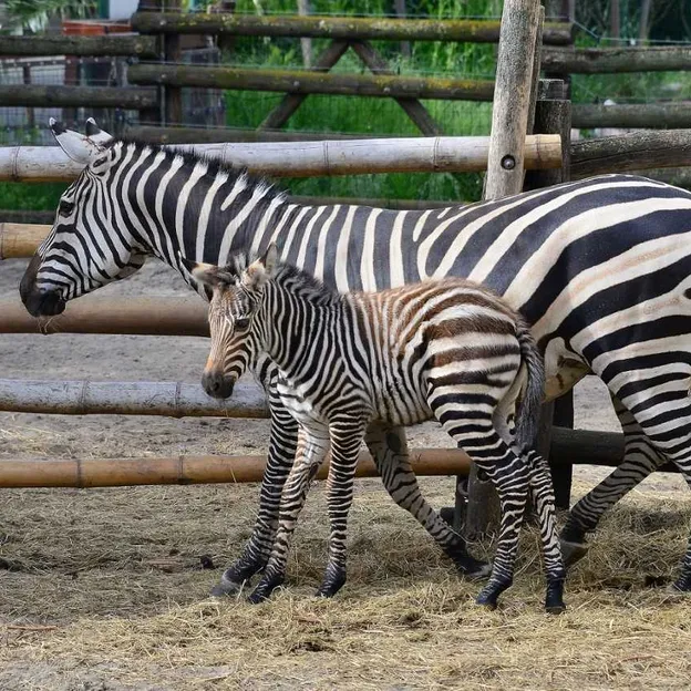 Már látogatható az egyhetes zebracsikó az állatkertben