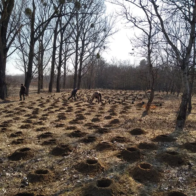Több ezer facsemetét ültettek el a Pesterzsébeti- és a Rákoscsabai-erdőben