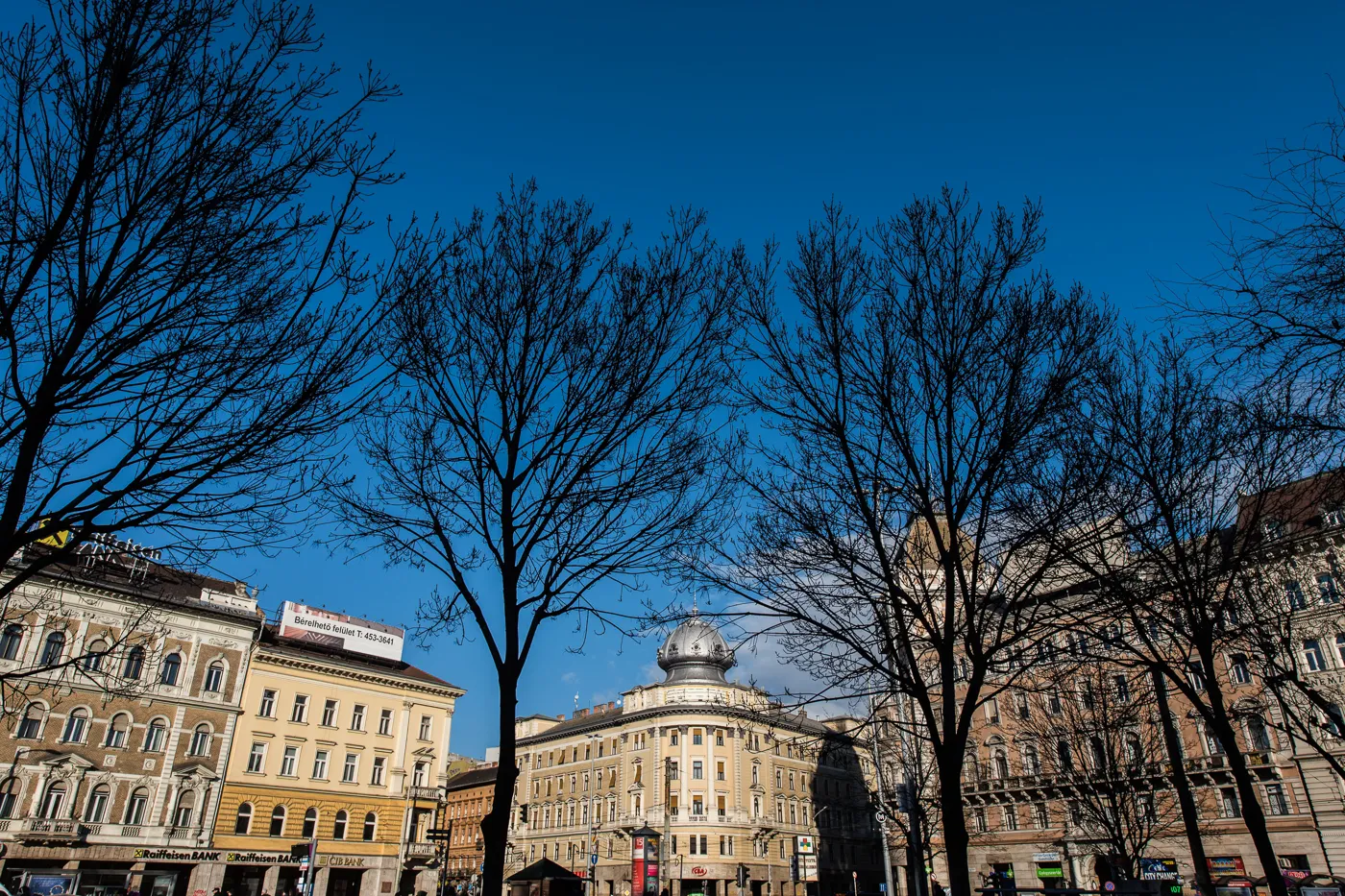 Fák a 2021-ben megújuló, és több fát kapó Blaha Lujza téren. Fotó: Soós Bertalan