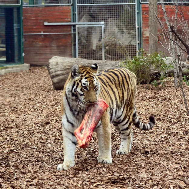 Megújult a leopárdok és a tigrisek kifutója a fővárosi állatkertben